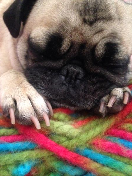 /Images/uploads/PUG NATION RESCUE OF LOS ANGELES/2019pugcalendar/entries/8561thumb.jpg